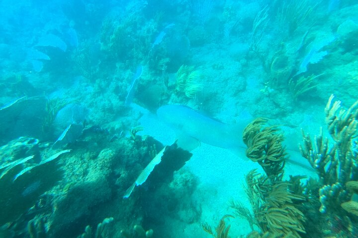 Aventura de mergulho com snorkel em recifes de coral com fotos e vídeos