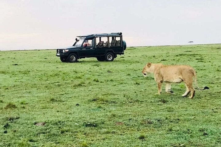 3 dagars Amboseli med flyg från Mombasa / Diani (minst 2 personer)