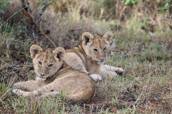 3 dagars Amboseli med flyg från Mombasa / Diani (minst 2 personer)