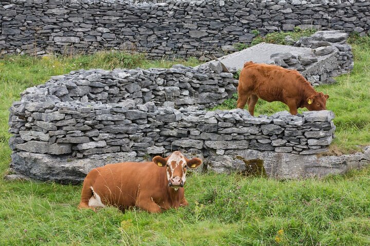 Privat kulturtur i Inisheer, Aran-øerne med frokost, heste- og fældetur