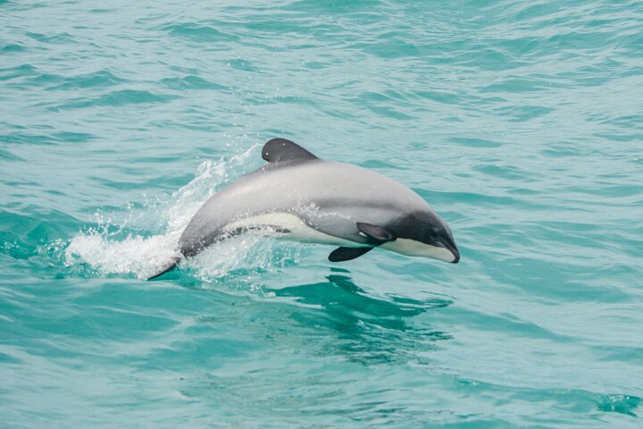 Delfines de Akaroa ~ Crucero por la naturaleza
