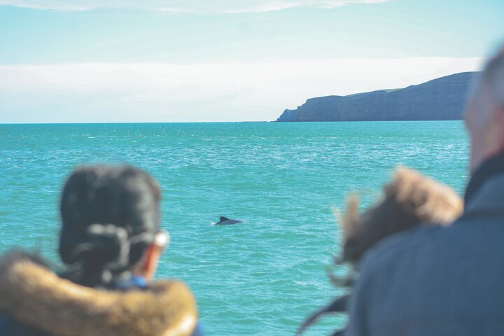 Delfines de Akaroa ~ Crucero por la naturaleza