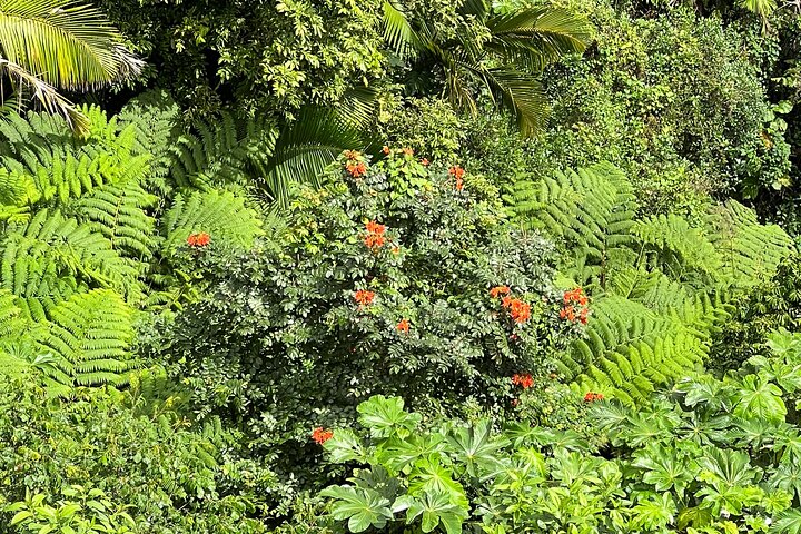El Yunque Rainforest Guided Day Tour from San Juan