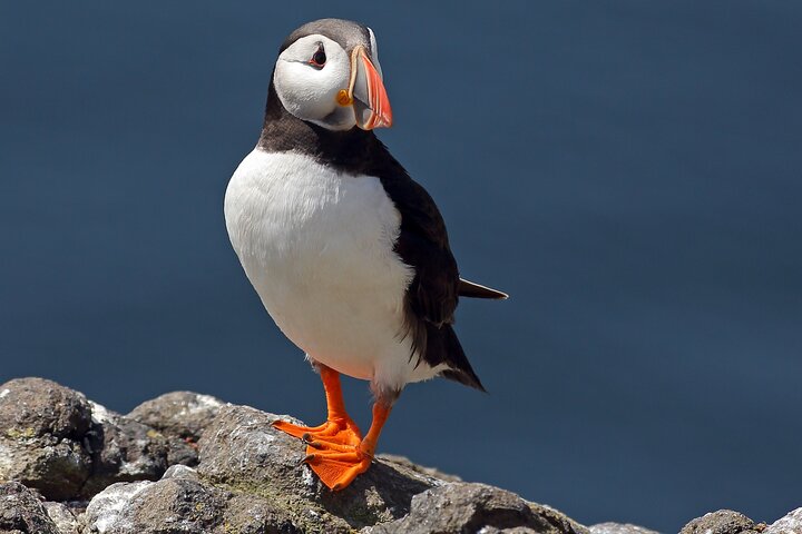 North East Coastal Trail Small Group Day Tour fra Aberdeen