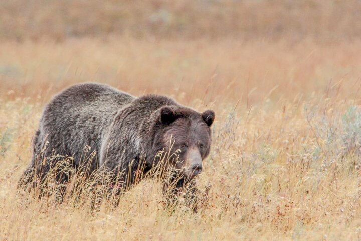Guidet Yellowstone tur fra Big Sky og West Yellowstone