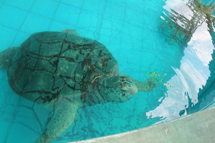 Bambus-Rafting und Sea Turtle Conservation Center Halbtagestour ab Khao Lak