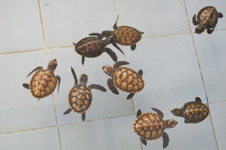Bambus-Rafting und Sea Turtle Conservation Center Halbtagestour ab Khao Lak