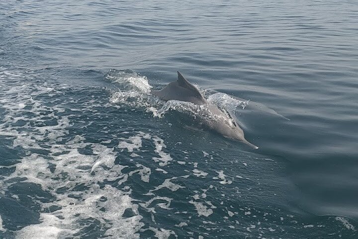 Crucero en dhow de día completo por Khasab Musandam con almuerzo y snorkel