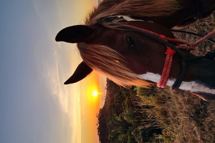 Balade à cheval à Puerto Carrillo : Plage & Jungle