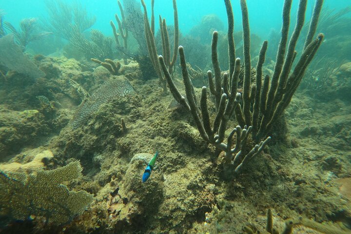 Aventura de mergulho com snorkel em recifes de coral com fotos e vídeos