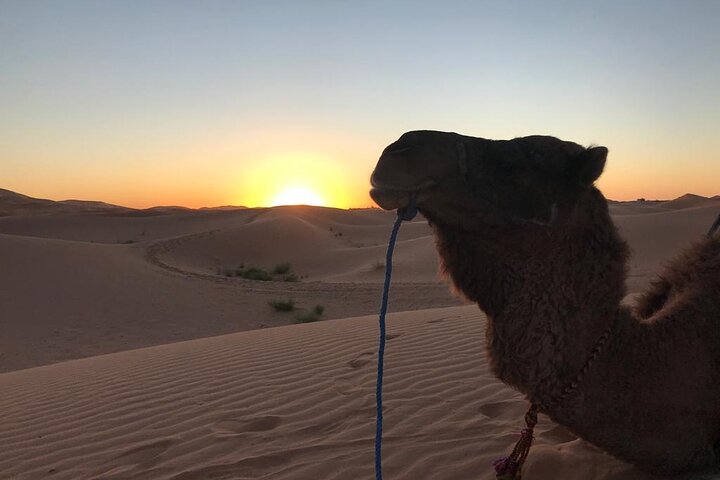 Exclusieve Merzouga Desert Safari: Kamelentocht, zandsurfen & diner
