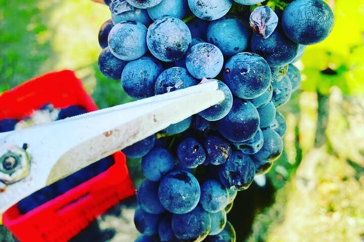 Découverte des vins de Barolo et Barbaresco en compagnie d'un vigneron local / Milan