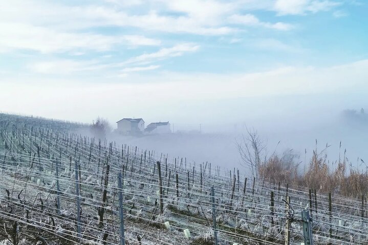 Découverte des vins de Barolo et Barbaresco en compagnie d'un vigneron local / Milan