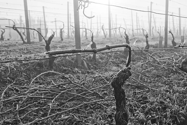 Découverte des vins de Barolo et Barbaresco en compagnie d'un vigneron local / Milan