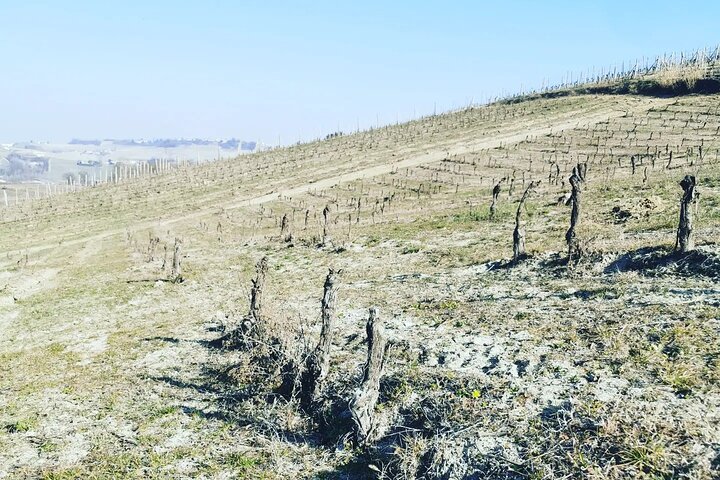 Découverte des vins de Barolo et Barbaresco en compagnie d'un vigneron local / Milan