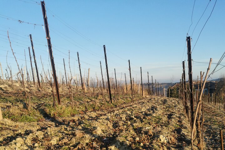 Découverte des vins de Barolo et Barbaresco en compagnie d'un vigneron local / Milan