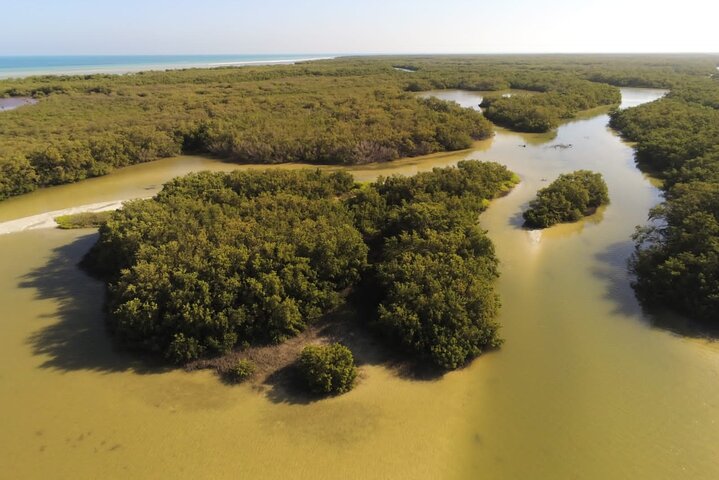 Esperienza in kayak nelle mangrovie dell'isola di Holbox