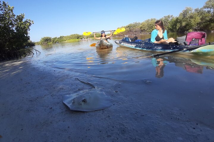 Esperienza in kayak nelle mangrovie dell'isola di Holbox