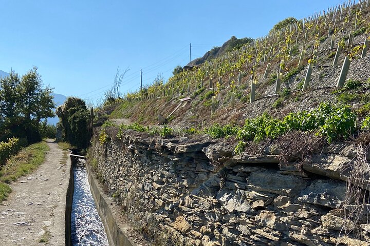 Wein- und Speisespaziergang durch die Weinberge in Sion