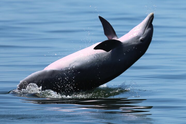 Pensacola Beach Jolly Dolphin Cruise og Scenic Bay Tour