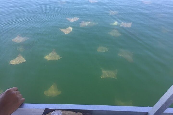 Pensacola Beach Jolly Dolphin Cruise og Scenic Bay Tour