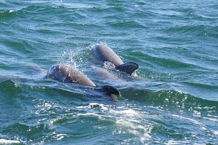 Pensacola Beach Jolly Dolphin Cruise og Scenic Bay Tour