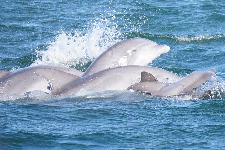 Pensacola Beach Jolly Dolphin Cruise og Scenic Bay Tour
