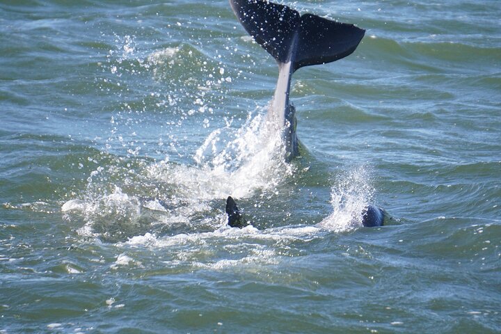 Pensacola Beach Jolly Dolphin Cruise og Scenic Bay Tour