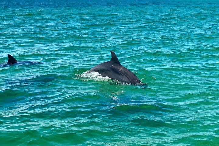 Crociera con delfini condivisi a Pensacola Beach | Frisky Mermaid