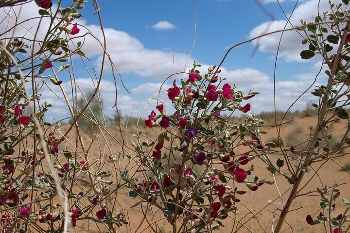 Nurata Mountain & Kyzyl-kum Desert 3 Day Tour From Samarkand or Bukhara
