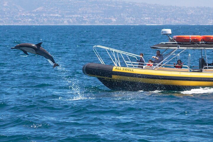 Aventura en el zodiaco de observación de delfines y ballenas en Dana Point