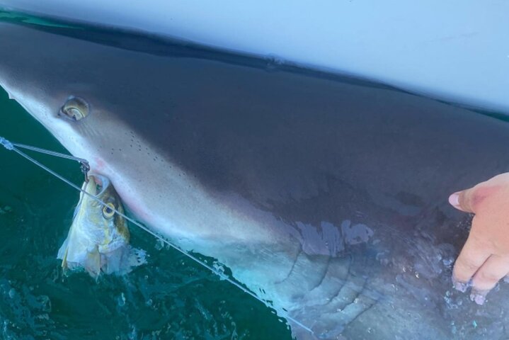 Privat offshore fiske charter från Port Aransas