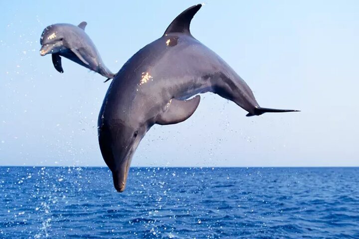 Privat Dolphin Watch och Sunset Boat Tour Port Aransas Texas