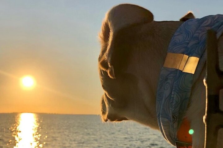 Privat Dolphin Watch och Sunset Boat Tour Port Aransas Texas