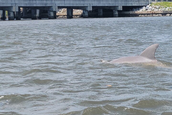 New Smyrna Dolphin and Manatee Kayak and SUP Adventure Tour