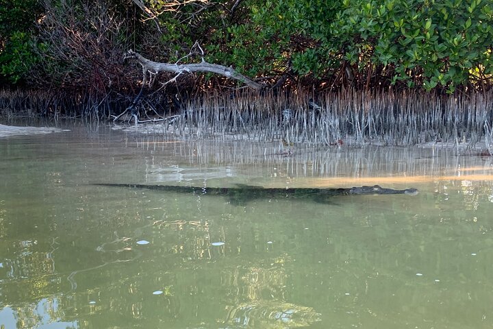 Esperienza in kayak nelle mangrovie dell'isola di Holbox