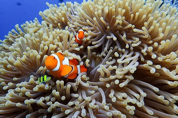 Bali Ganztägige Erlebnis-Tauchtour in Tulamben
