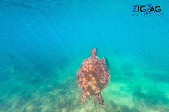 Snorkel & Whitehaven Beach Eco Cruise, Lunch | Från Airlie Beach