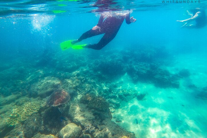 Snorkel & Whitehaven Beach Eco Cruise, Lunch | Från Airlie Beach