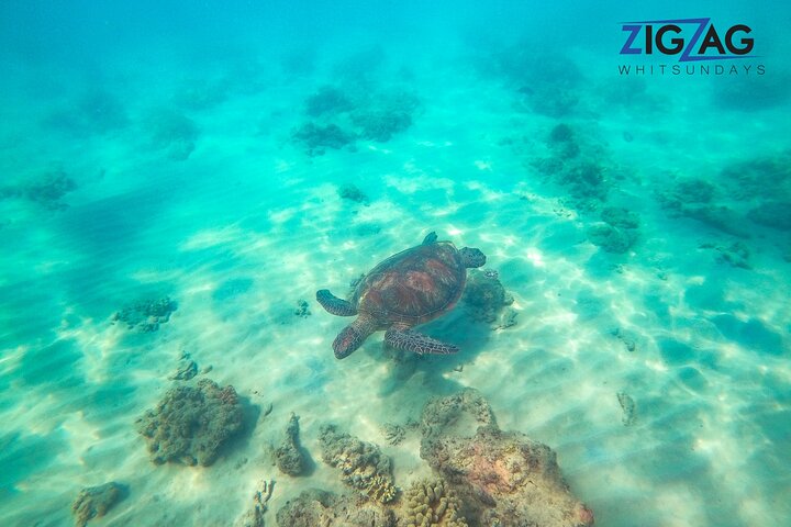 Snorkel & Whitehaven Beach Eco Cruise, Lunch | Från Airlie Beach