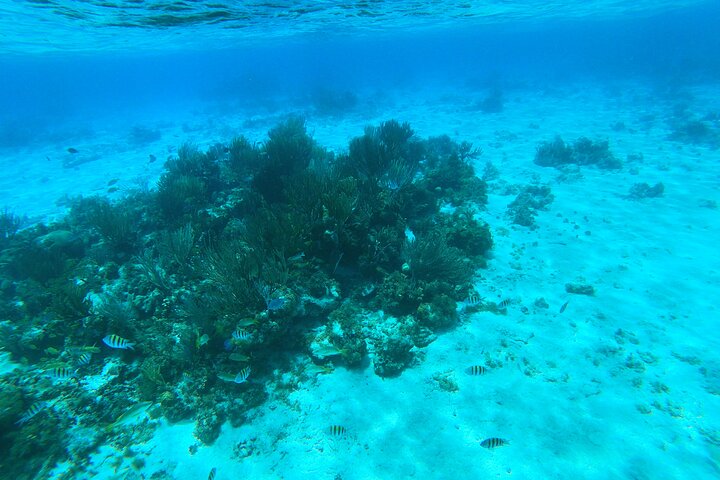 Stingray City, Star fish Point and Snorkeling Private Boat Tour