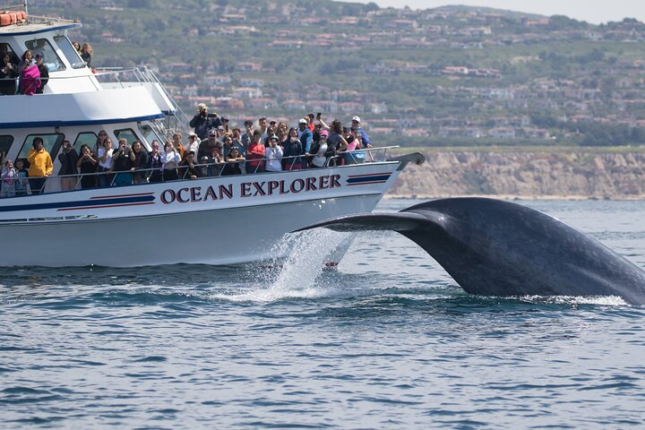 Croisière d'observation des baleines au départ de Newport Beach