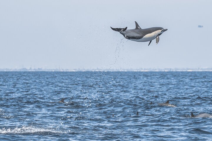Croisière d'observation des baleines au départ de Newport Beach