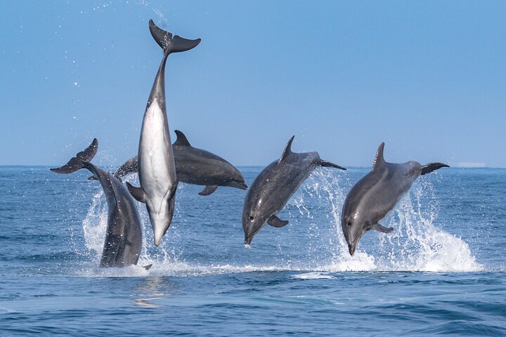Croisière d'observation des baleines au départ de Newport Beach