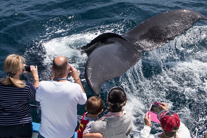 Croisière d'observation des baleines au départ de Newport Beach