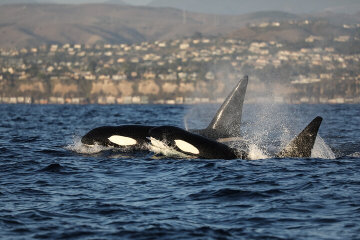 Croisière d'observation des baleines au départ de Newport Beach