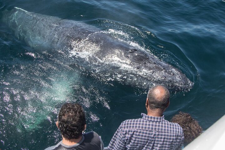 Croisière d'observation des baleines au départ de Newport Beach