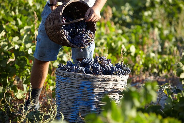 Santorini vinsmagning og premium frokost på det prisvindende vingård
