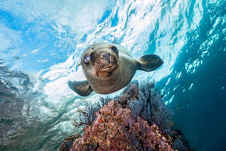 Aventura a Isla Espíritu Santo: Snorkel con Lobos Marinos y Playa