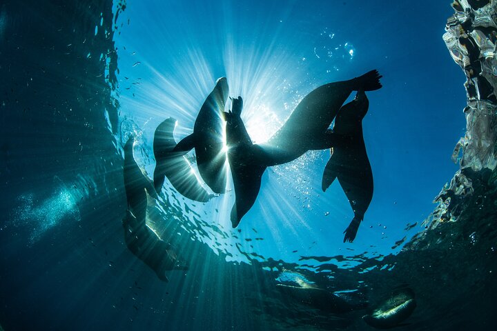 Aventura a Isla Espíritu Santo: Snorkel con Lobos Marinos y Playa